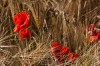 kornfeld bei givenchy - (c) l lammers.jpg